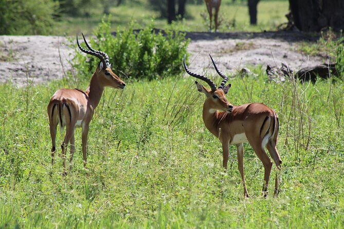 4-Day Safari in Tarangire, Serengeti & Ngorongoro (Mid-range) - The Experience: What Travelers Are Saying