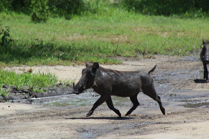 4-Day Safari in Tarangire, Serengeti & Ngorongoro (Mid-range) - FAQ