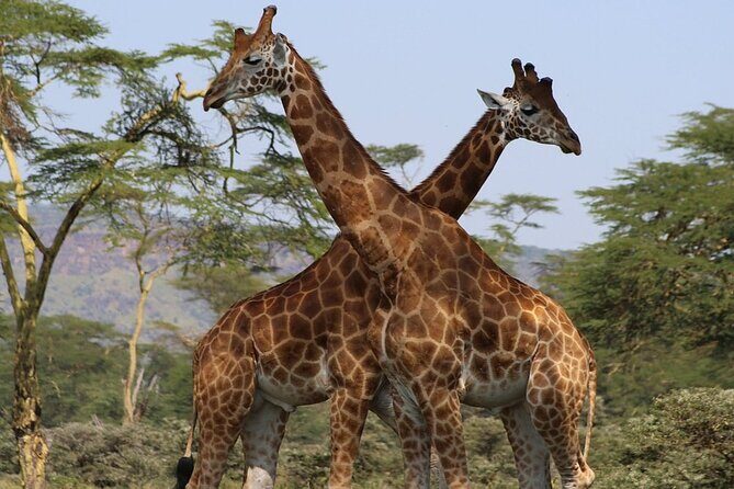 4 Day Safari Maasai Mara, Lake Nakuru and Lake Naivasha - The Sum Up