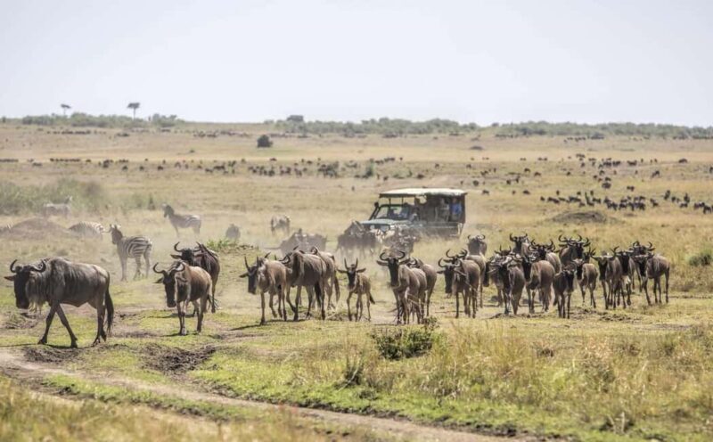 4-Day Safari Masai Mara and Lake Nakuru National Park - Exploring Kenya’s Wildlife: A Close-Up