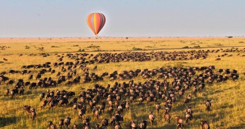 4-Day Safari Masai Mara and Lake Nakuru National Park - Who Is This Tour Best For?