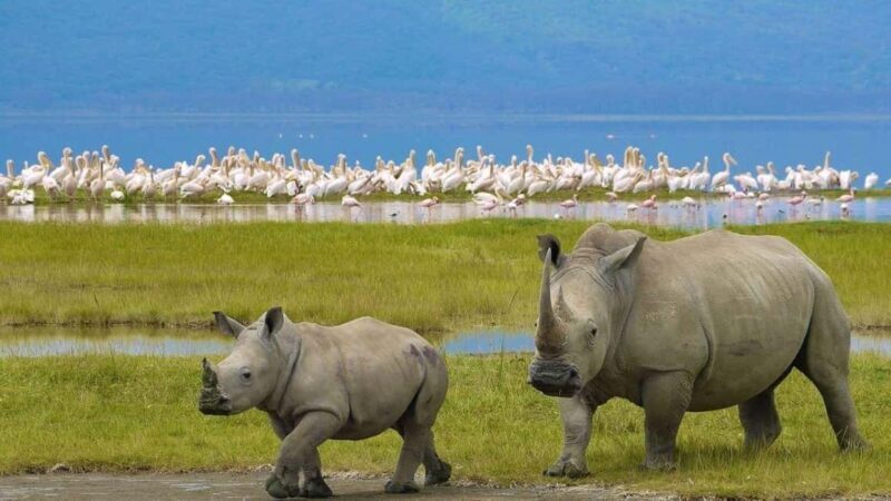 4-Day Safari Masai Mara and Lake Nakuru National Park - FAQ