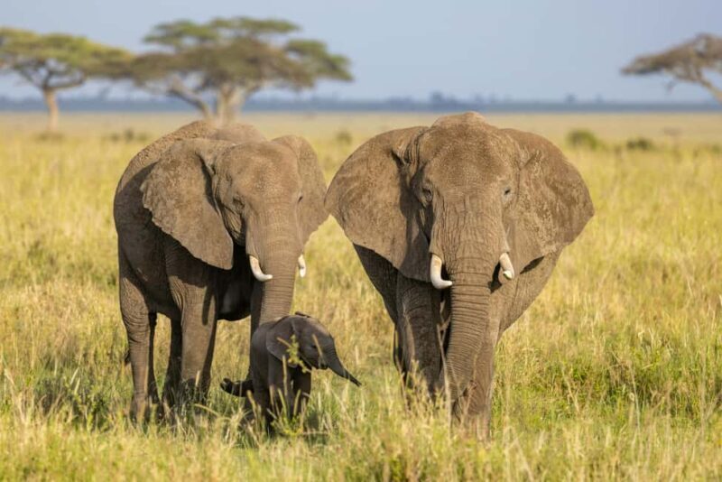 4-Day Safari - Practical Tips for the Trip