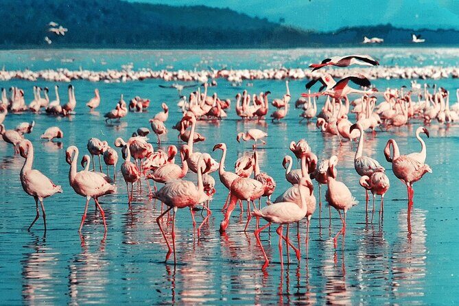 4-Day Safari to Tarangire ,Serengeti and Ngorongoro crater from Arusha - Authentic Experiences: Insights from Reviewers