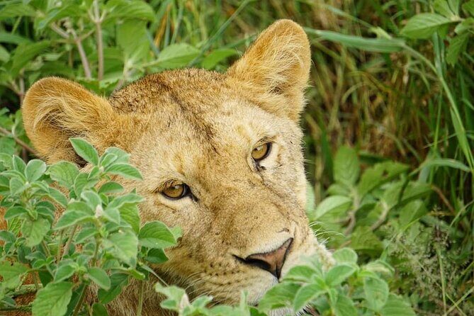 4-Day Safari to Tarangire, Serengeti and Ngorongoro from Arusha - Join a group - Who Should Consider This Safari?