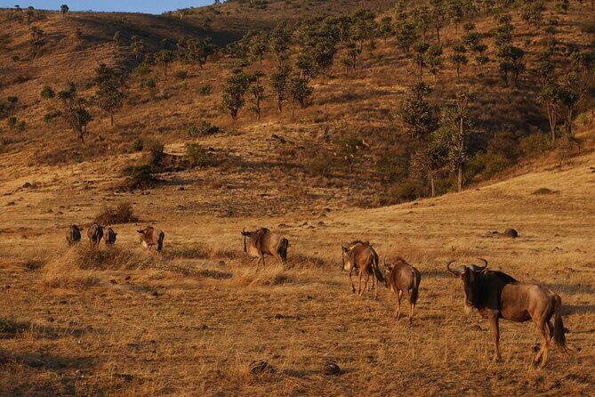 4-Day Safari to Tarangire, Serengeti and Ngorongoro from Arusha - Join a group - Final Thoughts