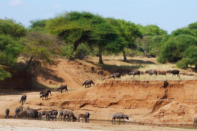 4-Day Safari to Tarangire, Serengeti and Ngorongoro from Arusha - Join a group - FAQ