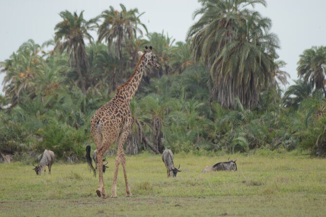 4-Day Safari to Tsavo and Amboseli from Diani Beach - What Travelers Are Saying