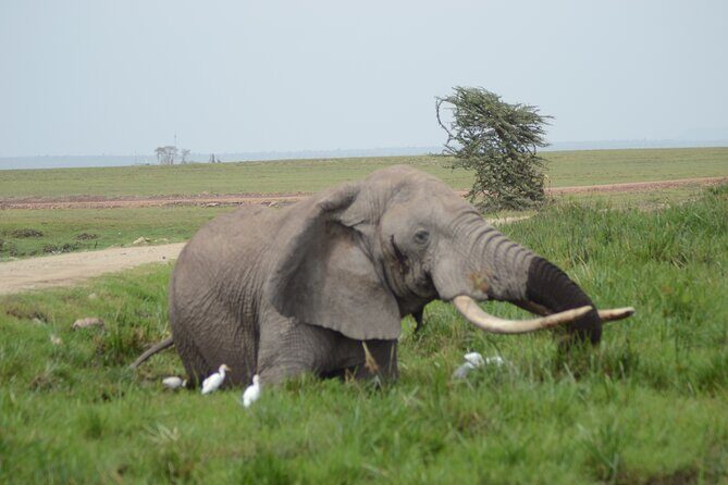 4-Day Safari to Tsavo and Amboseli from Diani Beach - FAQ