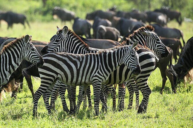 4-Day Serengeti, Ngorongoro, & Lake Manyara Budget Tour - Pricing & Value