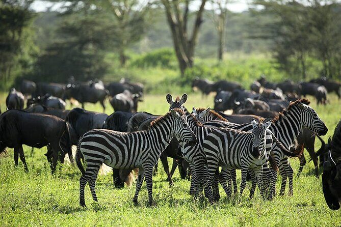 4-Day Serengeti, Ngorongoro, & Lake Manyara Budget Tour - Who Is This Tour Best For?
