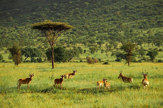 4-Day Serengeti, Ngorongoro, & Lake Manyara Budget Tour - The Sum Up