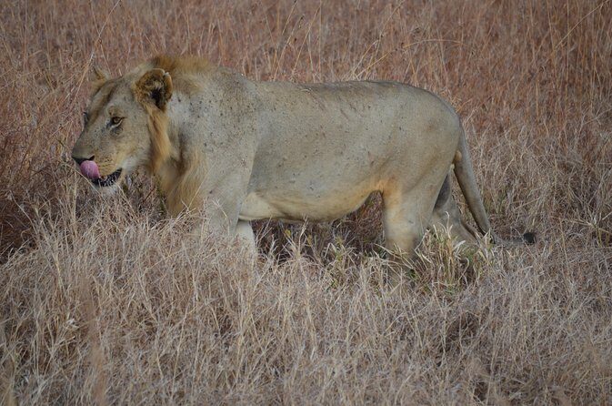 4 Day Serengeti & Ngorongoro Safari Wildlife Wonders of Tanzania - Key Points