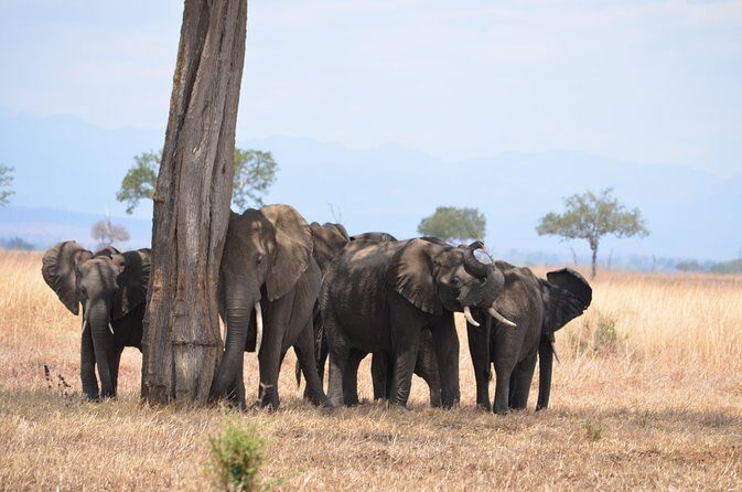 4 Day Serengeti & Ngorongoro Safari Wildlife Wonders of Tanzania - Transportation, Accommodation, and Group Size
