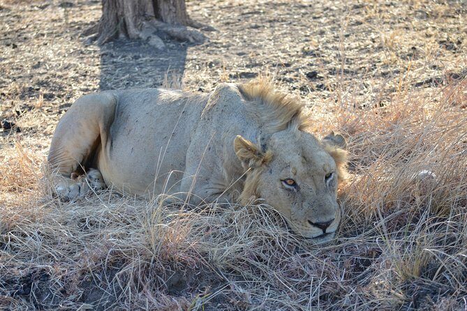 4 Day Serengeti & Ngorongoro Safari Wildlife Wonders of Tanzania - Who Is This Tour Best For?