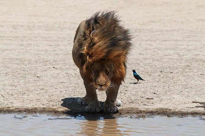 4-Day Serengeti, Ngorongoro,Tarangire safari - Final Thoughts