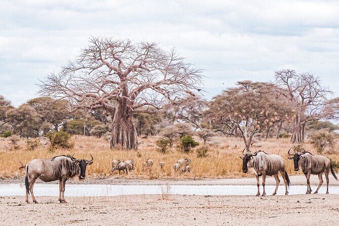 4-Day Shared Safari Tour with Complete Meals - The Itinerary: What to Expect Each Day