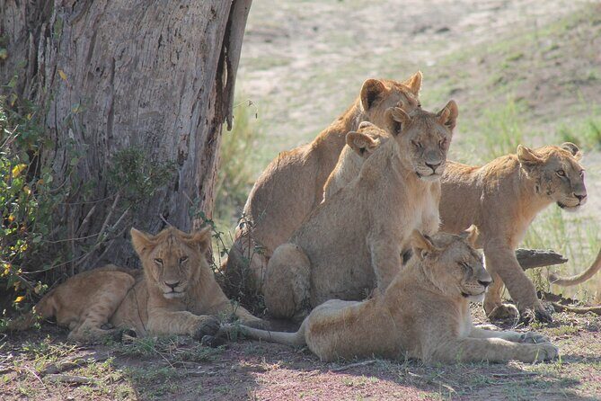 4-Day Simba Safari - Mid Range Tour - Final Thoughts: Is This Safari Right for You?