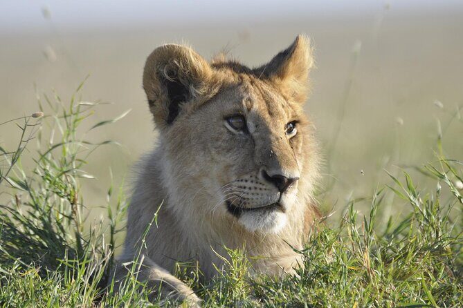 4-Day Simba Safari - Mid Range Tour - The Sum Up