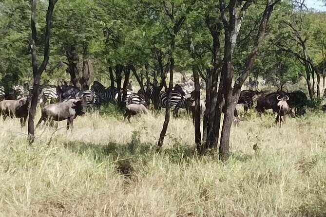 4-Day Small-Group Tour of Tanzania - Why Choose This Tour?