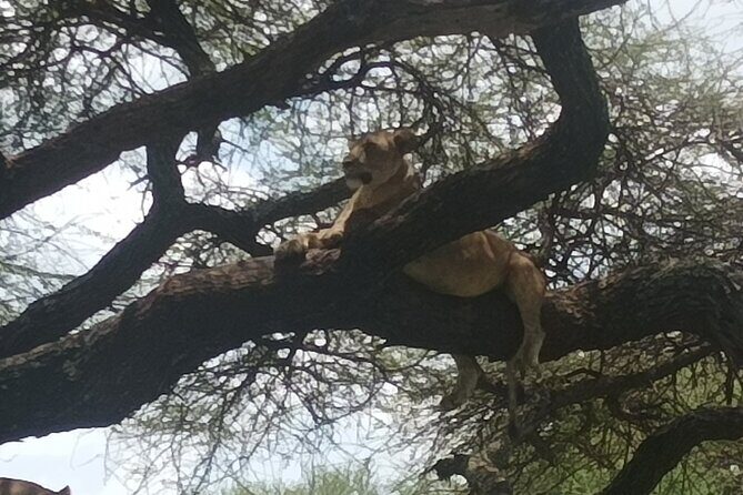4-Day Small-Group Tour of Tanzania - Pricing and Value