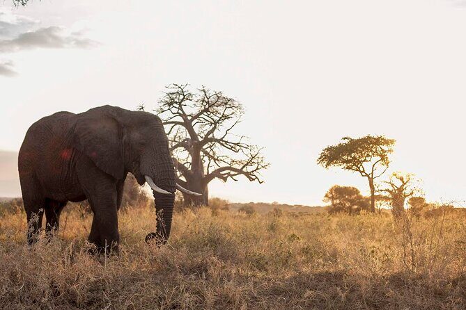 4-Day Tanzania Camping Safari Experience - Introduction: A Taste of Tanzania’s Top Parks