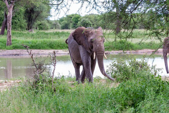 4-day Tanzania Safari - Introduction: What You Can Expect from This Safari