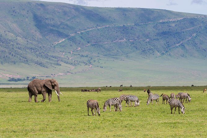 4-day Tanzania Safari - Final Thoughts: Is This Safari Right for You?