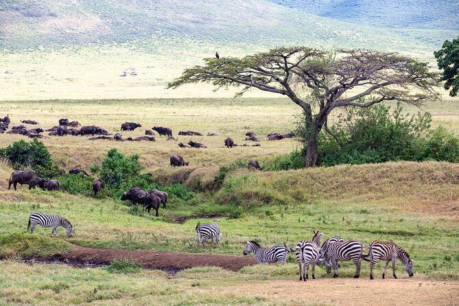 4-day Tanzania Safari - FAQ