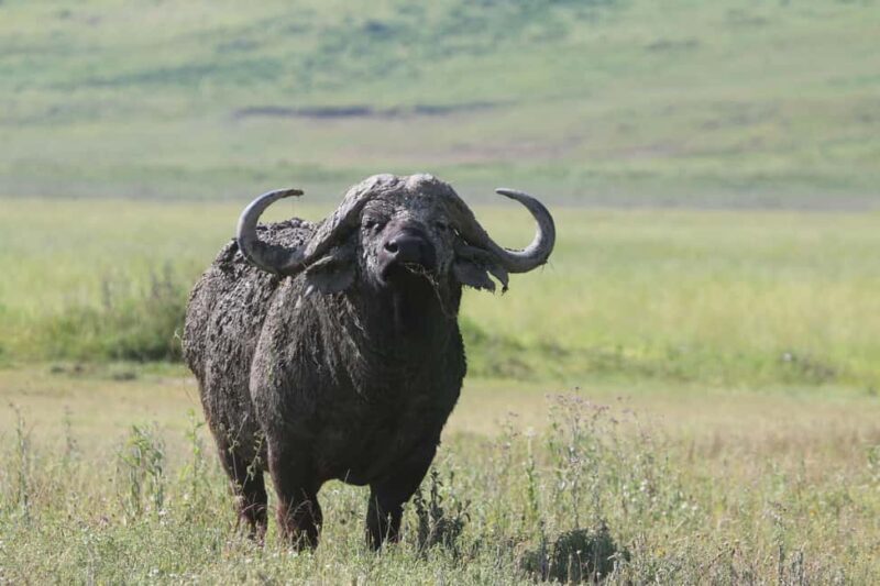 4 Day Tanzania Safari Starting from Zanzibar - Key Points