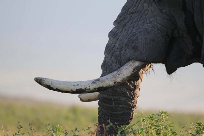 4 Day Tanzania Safari Starting from Zanzibar - The Itinerary: A Closer Look