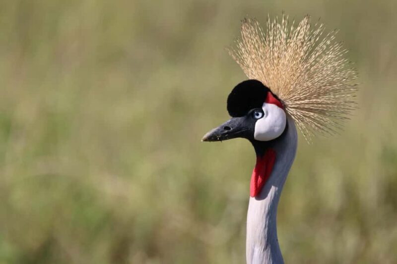 4 Day Tanzania Safari Starting from Zanzibar - Final Thoughts: Who Should Take This Safari?