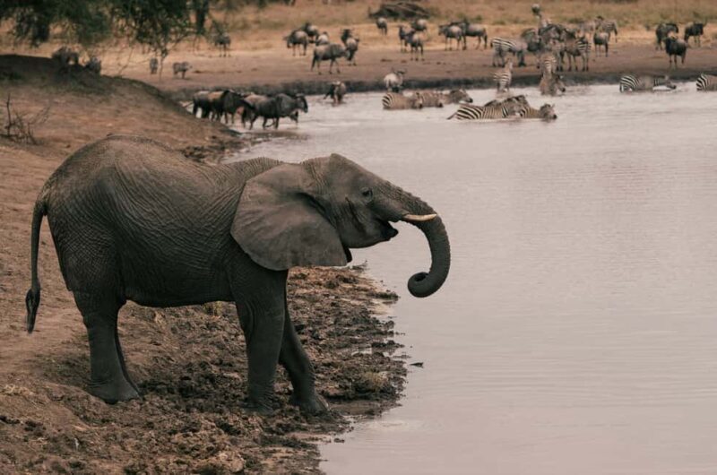 4-Day Tanzania Safari: Tarangire, Ngorongoro With Pickup - A Practical Overview of the 4-Day Tanzania Safari