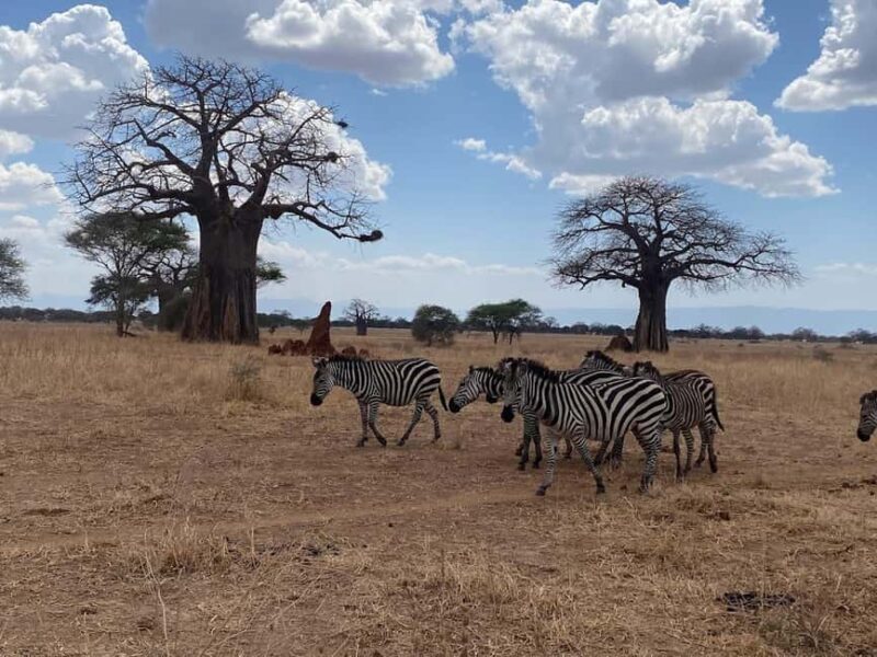 4-Day Tanzania Safari: Tarangire, Ngorongoro With Pickup - What Makes This Safari Stand Out?