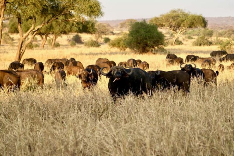 4-Day Tanzania Safari: Tarangire, Ngorongoro With Pickup - FAQ