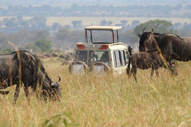4-Day Tarangire, Serengeti, Ngorongoro Crater - A Closer Look at the Itinerary