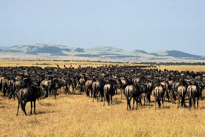 4 Day: Taste of Wildlife - Who Would Love This Safari?