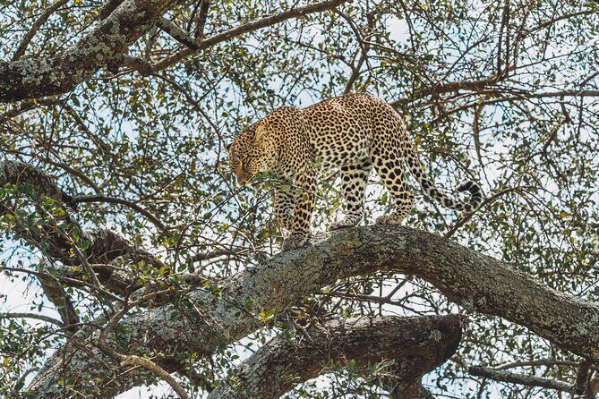 4-Day The Short of Tanzania Safari - FAQ
