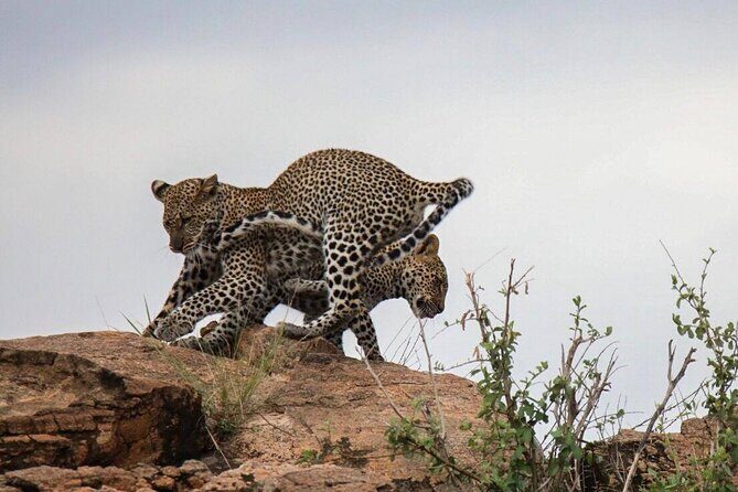 4-Day Tour in Lake Nakuru, Lake Naivash, Masai Mara from Nairobi - A Deep Dive into the 4-Day Kenyan Safari Experience