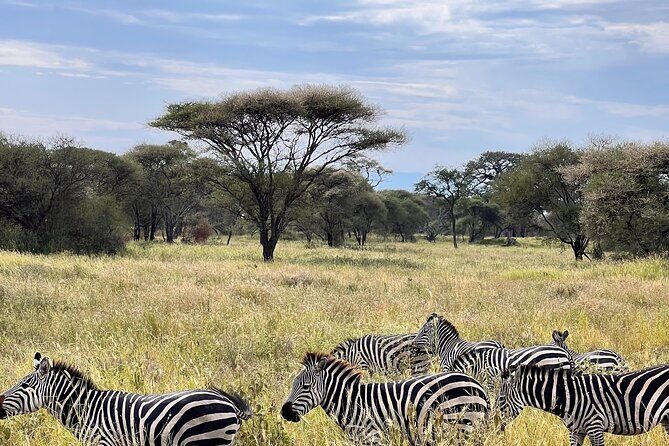 4 Day Tour in Tarangire and Serengeti and Ngorongoro Crater - The Sum Up: Who Should Consider This Tour?
