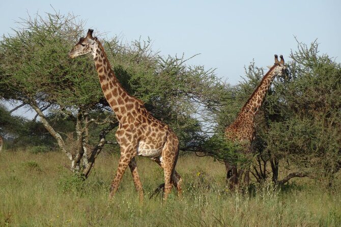 4 Day Tour in Tarangire and Serengeti and Ngorongoro Crater - Frequently Asked Questions