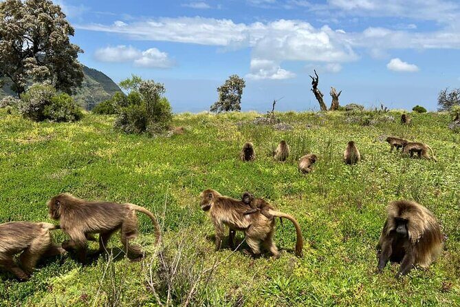 4 Day Trekking Simien Mountains - Key Points