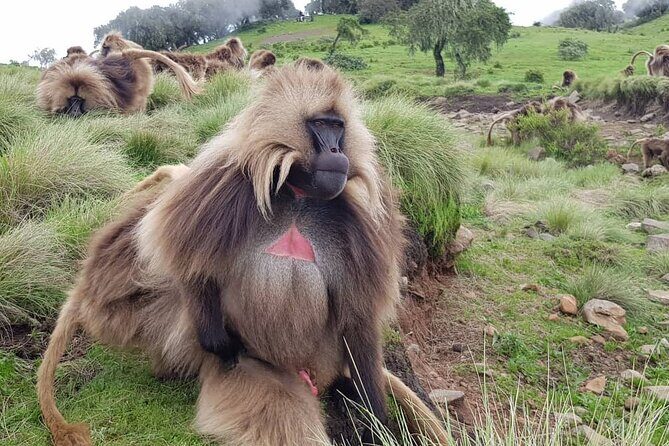 4 Day Trekking Simien Mountains - Who Would Love This Tour?