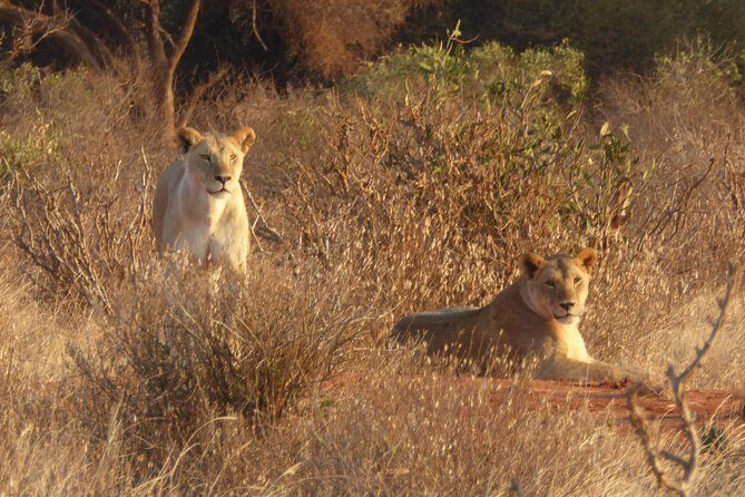 4-Day Tsavo East West and Amboseli National Park from Mombasa - Detailed Review of the 4-Day Kenya Safari