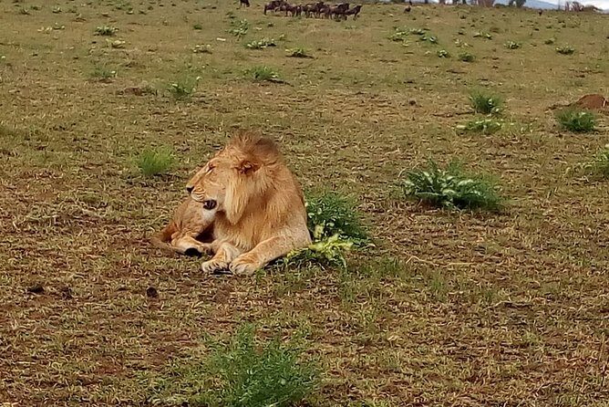 4-Day Tsavo East West and Amboseli National Park from Mombasa - The Sum Up