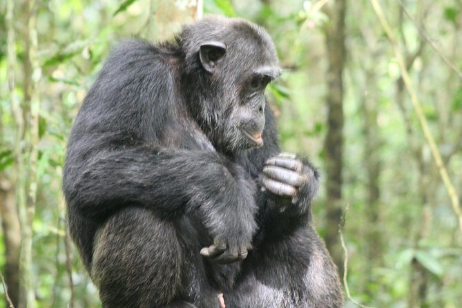 4-Day Uganda Gorilla Trekking and Wildlife Safari - An In-Depth Look at the 4-Day Uganda Safari
