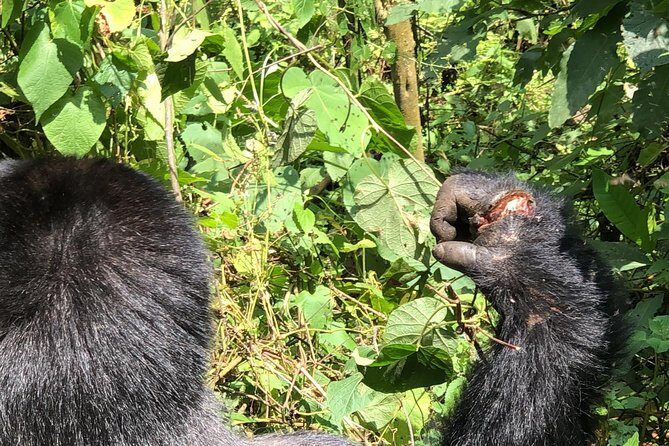 4 Day Uganda Gorilla Trekking Safari with Lake Bunyonyi - An In-Depth Look at the 4-Day Uganda Gorilla Safari