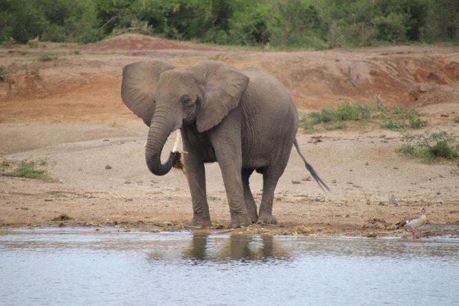 4 Day Uganda Gorilla Trekking Safari with Lake Bunyonyi - FAQs