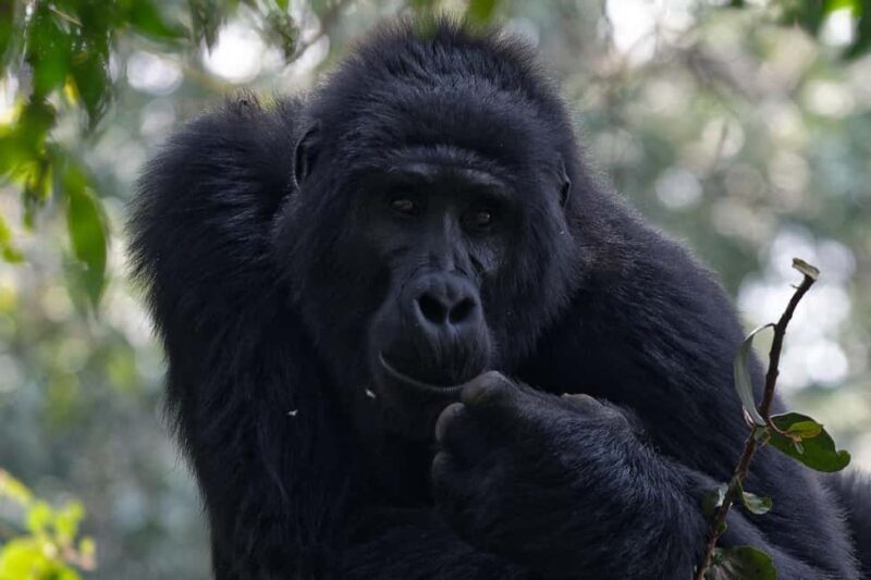 4-Day Uganda Safari with Gorillas starting from Kigali - Key Points