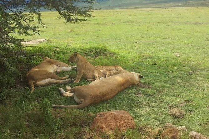 4 Days / 3 Nights Lake Manyara, Ngorongoro and Serengeti - A Practical Overview of the Tour Experience